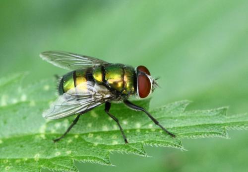 Réf. 222 443 : Chrysomya albiceps